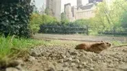 New York still