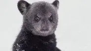 Bearwalker of the Northwoods still