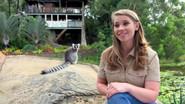 Bindi's Lemur Island still