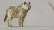 A Wolf Called Storm still