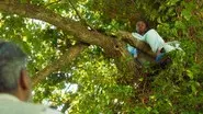 The Malory Oak still