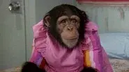 Isaac's Double Standard/One More Time/Chimpanzeeshines still