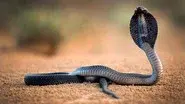 One Million Snake Bites still