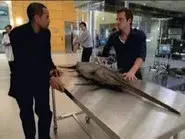Dancing With The Fishes still