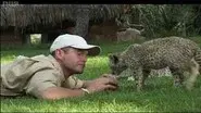 Cheetahs: Fast Track to Freedom still