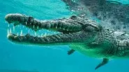 Wild Cuba: A Caribbean Journey (1) still