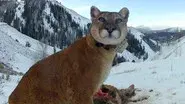 Mountain Lions: Big Cats in High Places still