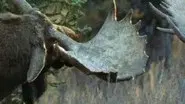 A Moose Named Madeline still