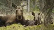 Meet the Moose Family still