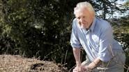 Attenborough and the Empire of the Ants still