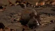 Ice Age Death Trap still