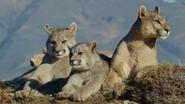 Patagonia Puma still