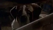 Animal Attacks still