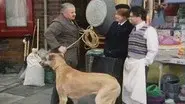 Beware of the Dog still