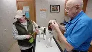 Pups and Downs still