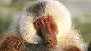 Living with Baboons still