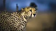 Cheetah Plains still