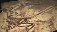 The Four Winged Dinosaur still