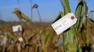 Savior Seeds & India's Water Crisis still