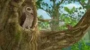 The Tale of the Grumpy Owl still