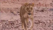 Desert Lions still