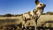 The Story of an African Wild Dog still