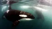 Killer Whales: Up Close and Personal still