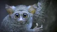 Tarsier Forest still