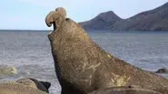 The Elephant Seal still