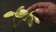 La principessa Orchidea still