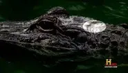 Cannibal Gator still