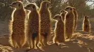 Kalahari still