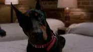 Man's Best Friend with Benefits still
