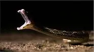 Deadly Vipers still