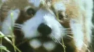 Finding Food still