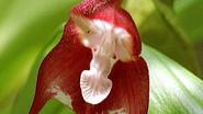 The Fatal Flower still