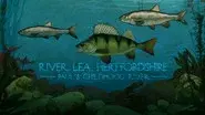 River Lea, Hertfordshire: Paul's Childhood River still