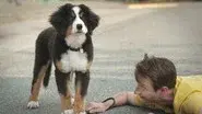 Superpups, Superheroes still