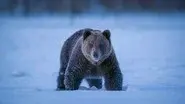 Bear Woodlands still