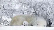 Polar Bears & Grizzlies: Bears on Top of the World still