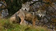 Transylvania: Living with Predators still