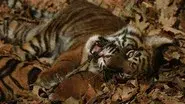 Battle to Save the Tiger still
