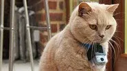 Little Cat Diaries still