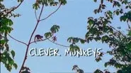 Clever Monkeys still