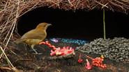Bower Birds: The Art of Seduction still