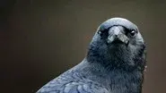Bird Brain still