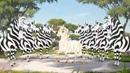 The Golden Zebra still