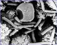 Bioterror still