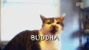 Buddha Bullies Hector still