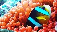 Wild Indonesia: Underwater Worlds still